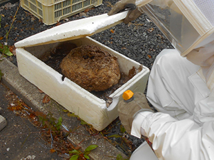 発砲箱に作られたハチの巣を駆除する前