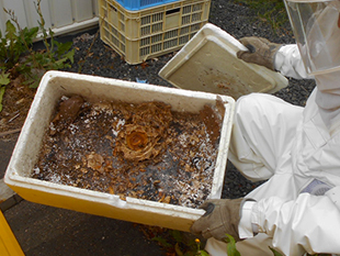 発砲箱に作られたハチの巣を駆除した後